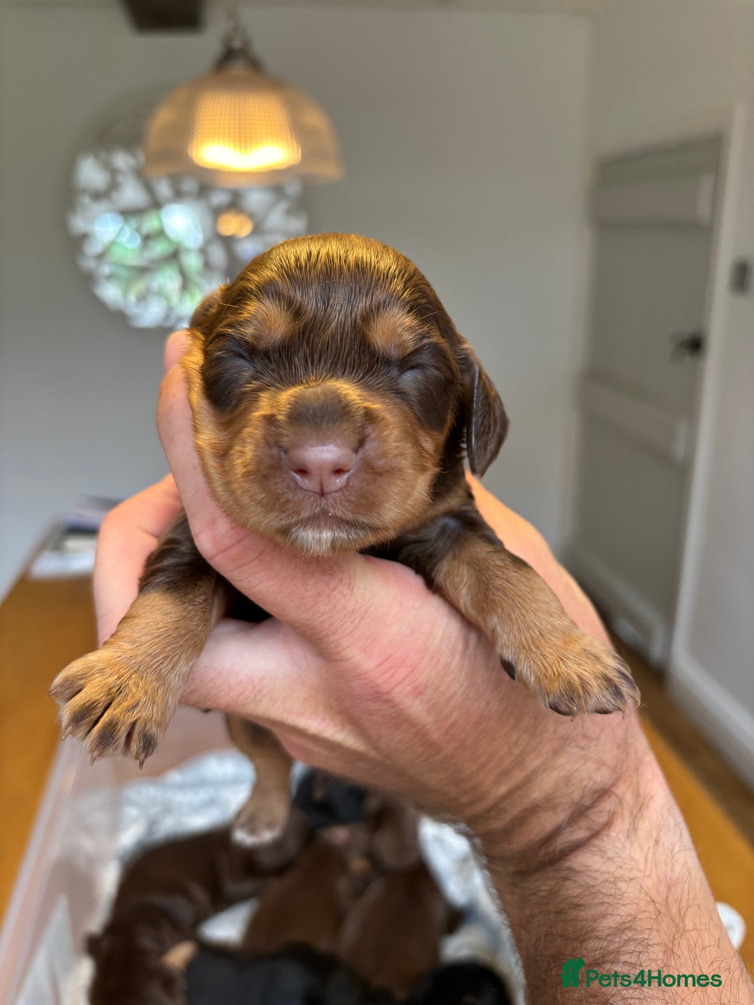 Cocker Spaniel dogs for sale: Last Black and Tan boy Champion bred cockers  - Image 5