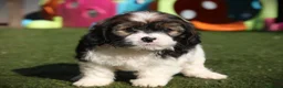 Mixed Breed dogs for sale: Cavajacks - Hardy, cute & full of character - Advert 11