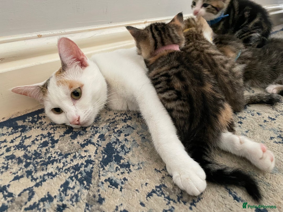 European cats for sale: Beautiful Tabby kittens  - Image 17