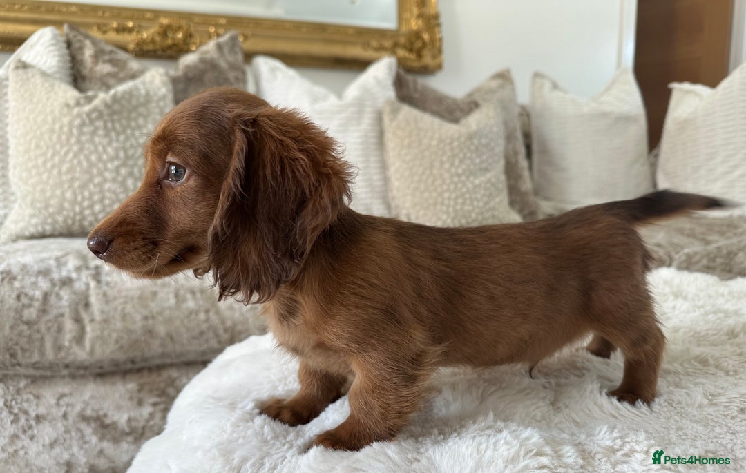 Miniature Dachshund dogs for sale: ** miniature long haired dachshunds ** in Upminster - Image 22