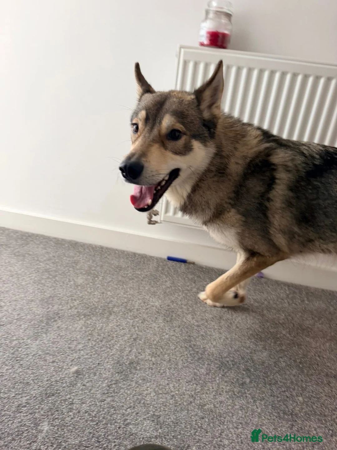 Mixed Breed dogs for sale: Husky mix - Advert 2