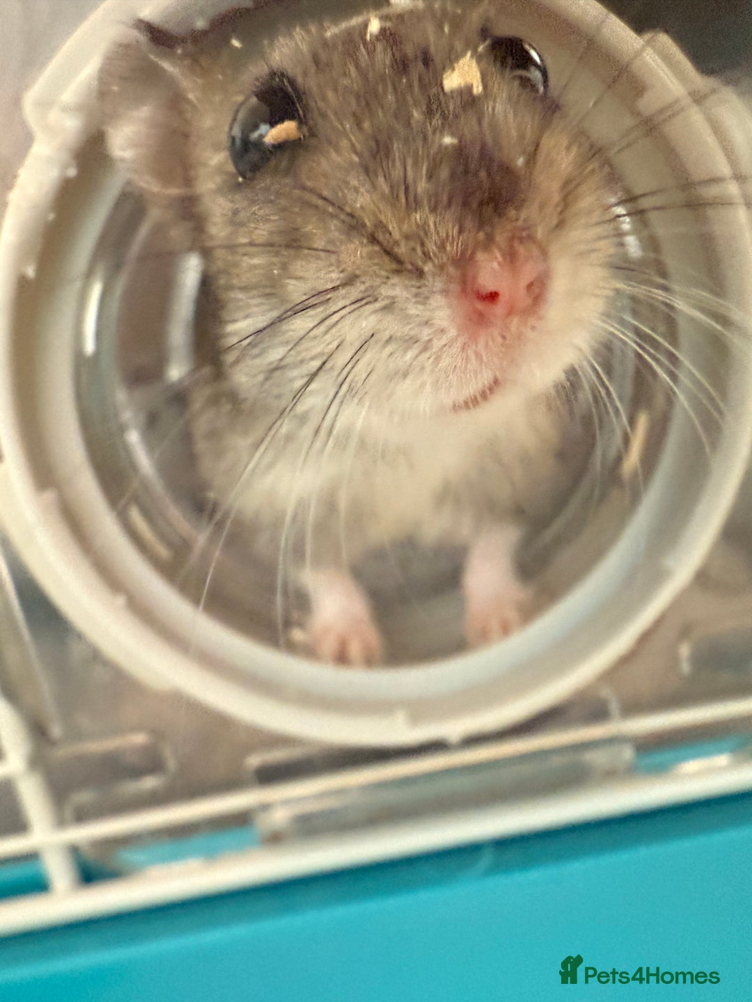 Hamster rodents for sale: Baby dwarf hamster 9 weeks - Advert 3