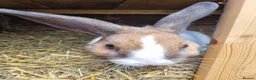 Mixed Breed rabbits for sale: Beautiful rabbits  - Advert 7