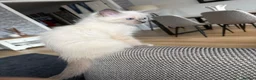 Ragdoll cats for sale: Beautiful Bluepoint Ragdoll kitten in Glasgow - Advert 4