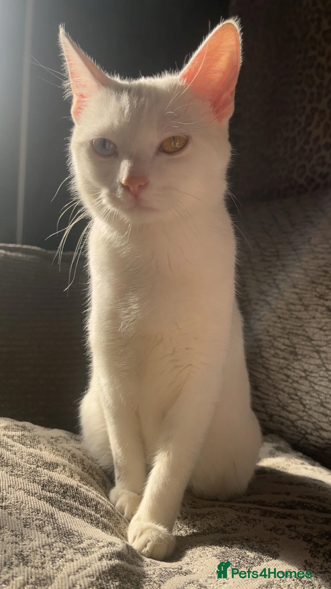 Mixed Breed cats for sale: Half Maine coon kittens  - Advert 2
