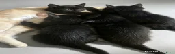Mixed Breed cats for sale: 9 beautiful kittens left out of a litter of 18  - Advert 5
