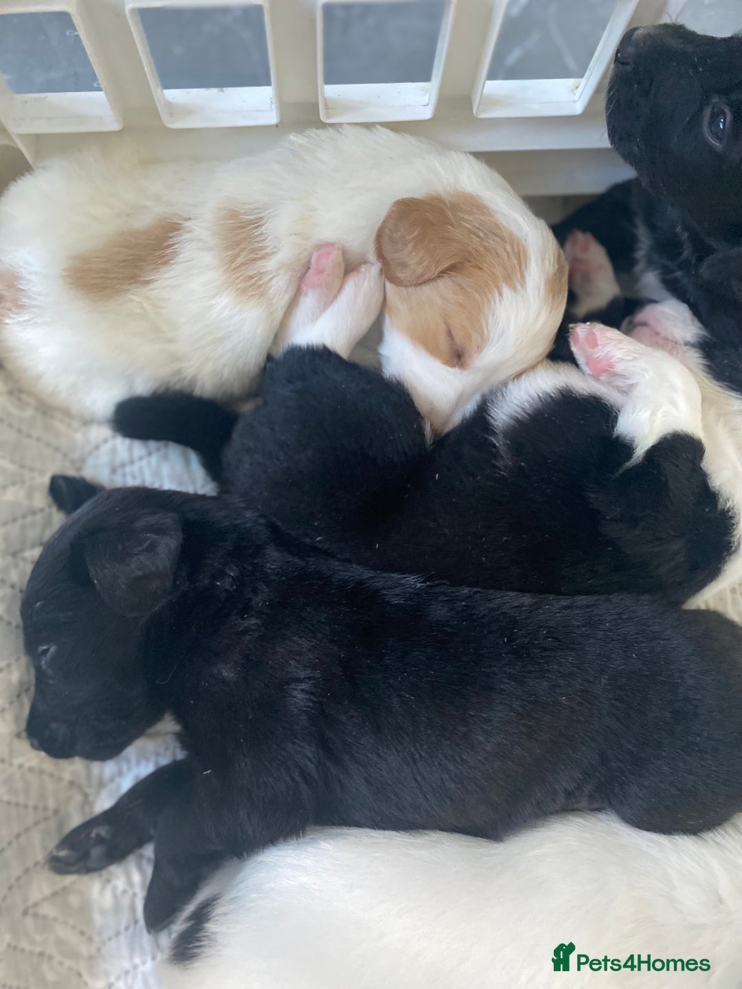 Mixed Breed dogs for sale: Cocker collie cross  - Image 28
