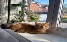 British Longhair cats for sale: Ginger tortoishell and calico male & female kitten - Image 15