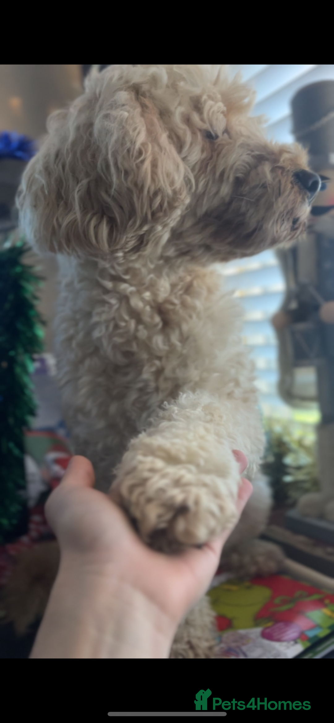 Mixed Breed dogs for sale: Beautiful staffypoos on the way!! - Advert 7