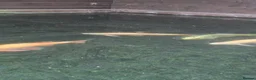 Koi Carp fish for sale: Koi fish in Newcastle upon Tyne - Advert 2