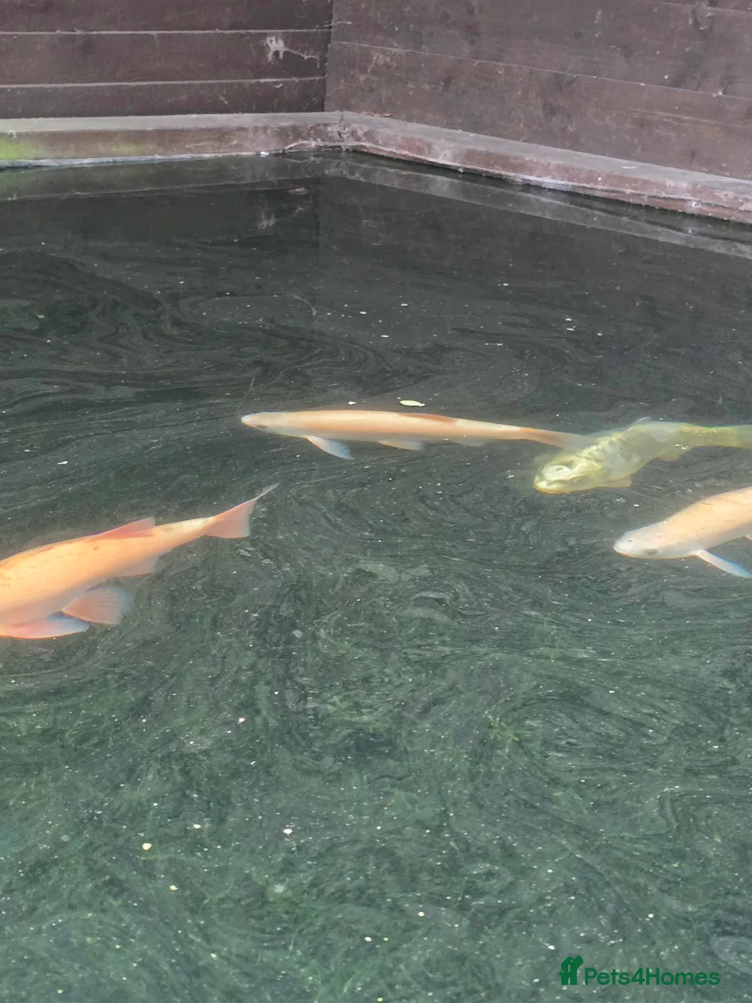 Koi Carp fish for sale: Koi fish in Newcastle upon Tyne - Advert 2