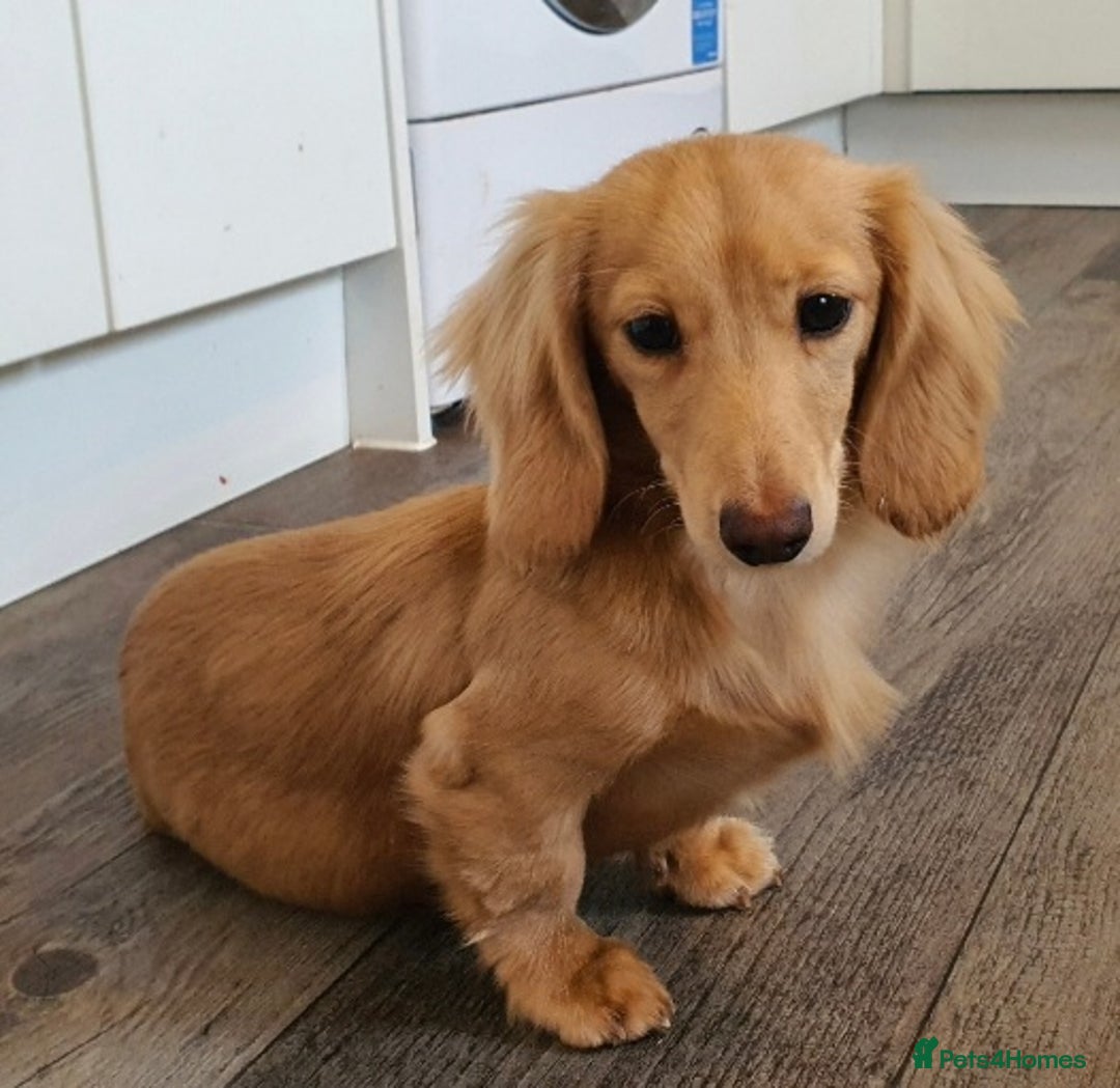 Miniature Dachshund dogs for stud: Beautiful KC Mini Long.H Full Eng. Cream Stud 🤍🐾 - Image 40