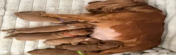 Cavalier King Charles Spaniel dogs for sale: KC Cavalier King Charles puppies  - Advert 1