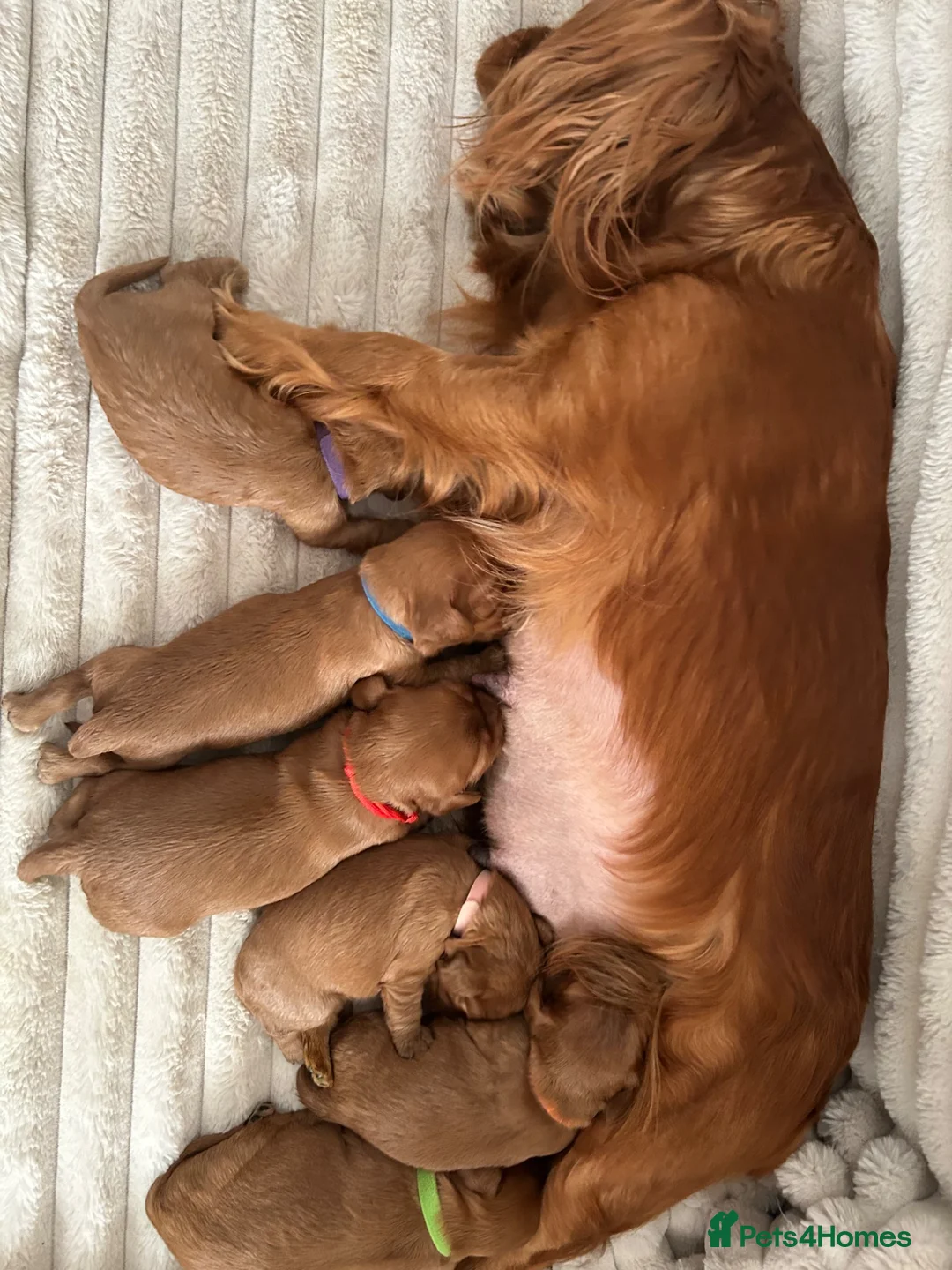 Cavalier King Charles Spaniel dogs for sale: KC Cavalier King Charles puppies  - Advert 1