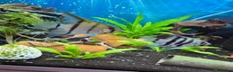 Angelfish fish for sale: Beautiful pair of breeding angelfish  - Advert 3