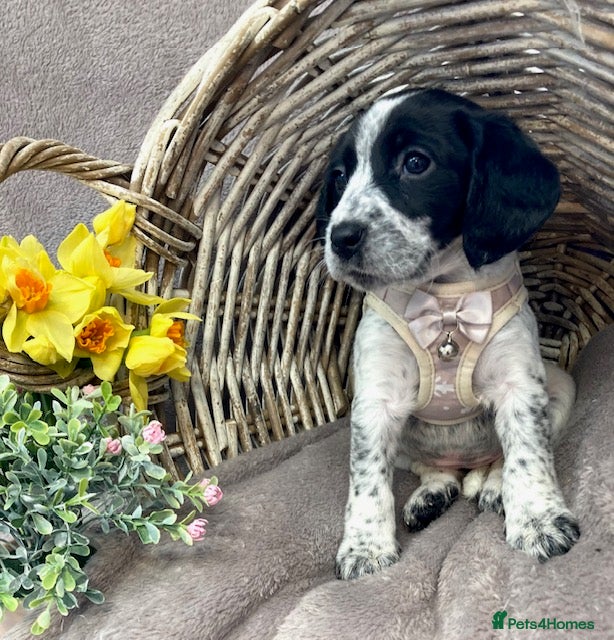 Mixed Breed dogs Cocker Jack puppies Ready this Friday - Advert 1