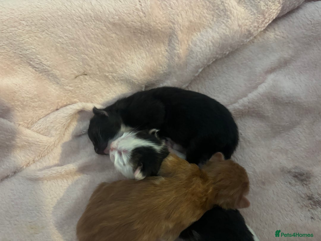 Domestic Shorthair cats for sale: 3 male kittens  - Image 1