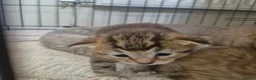 Mixed Breed cats for sale: 3 kittens - Advert 13