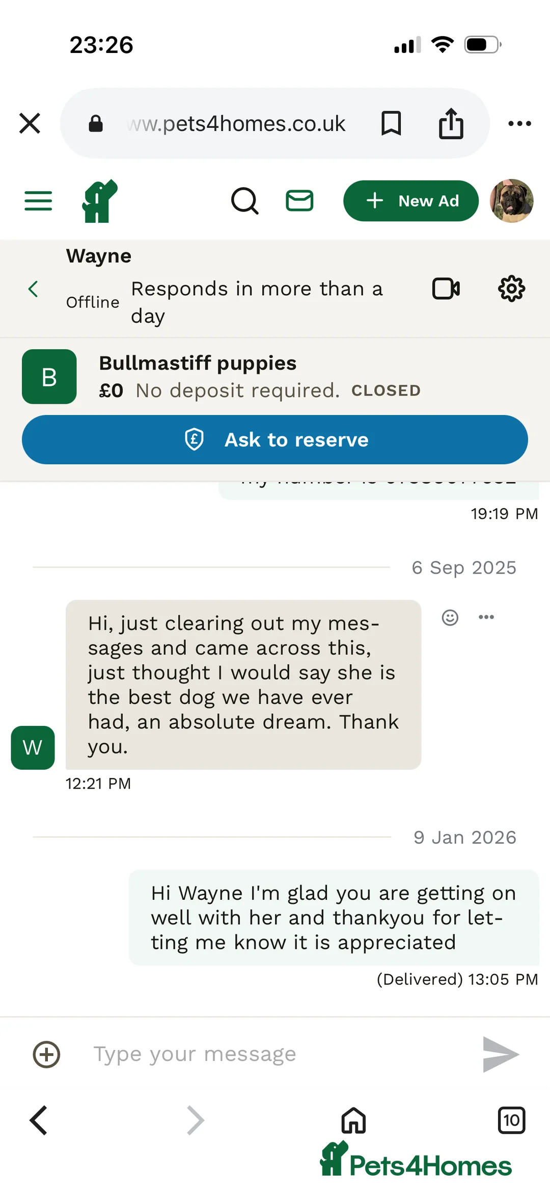 Bullmastiff dogs for sale: Stunning bullmastiff puppies  - Advert 5