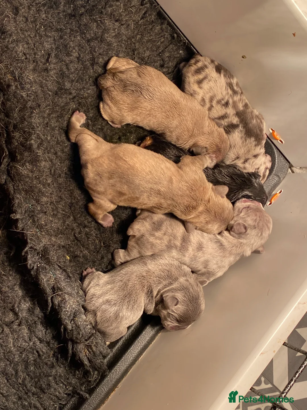 French Bulldog dogs for stud: HEALTH TESTED BLUE MERLE & TAN STUD CARRYING COCOA in Boston - Advert 14