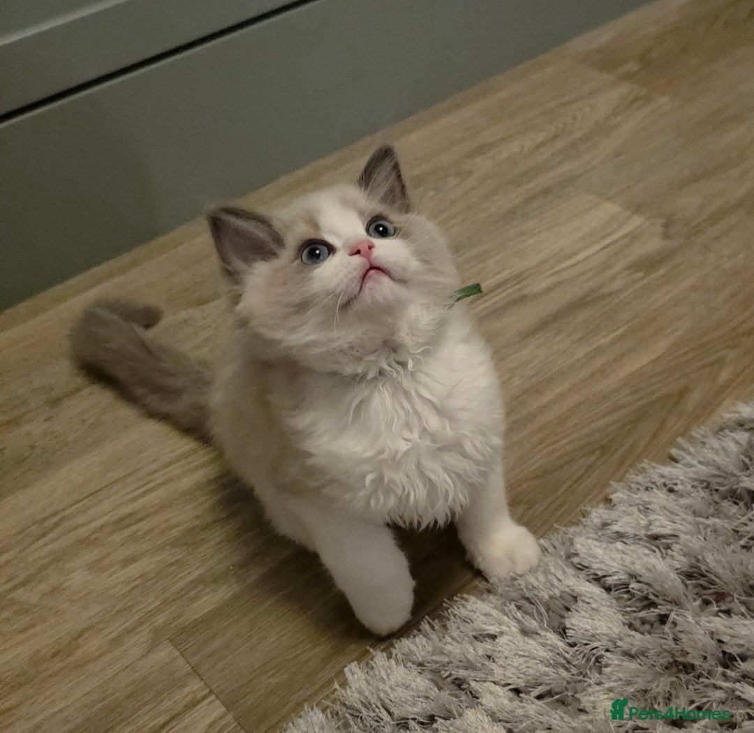Ragdoll cats for sale: READY TO LEAVE 😻 tica registered Ragdoll Kitten   - Advert 10