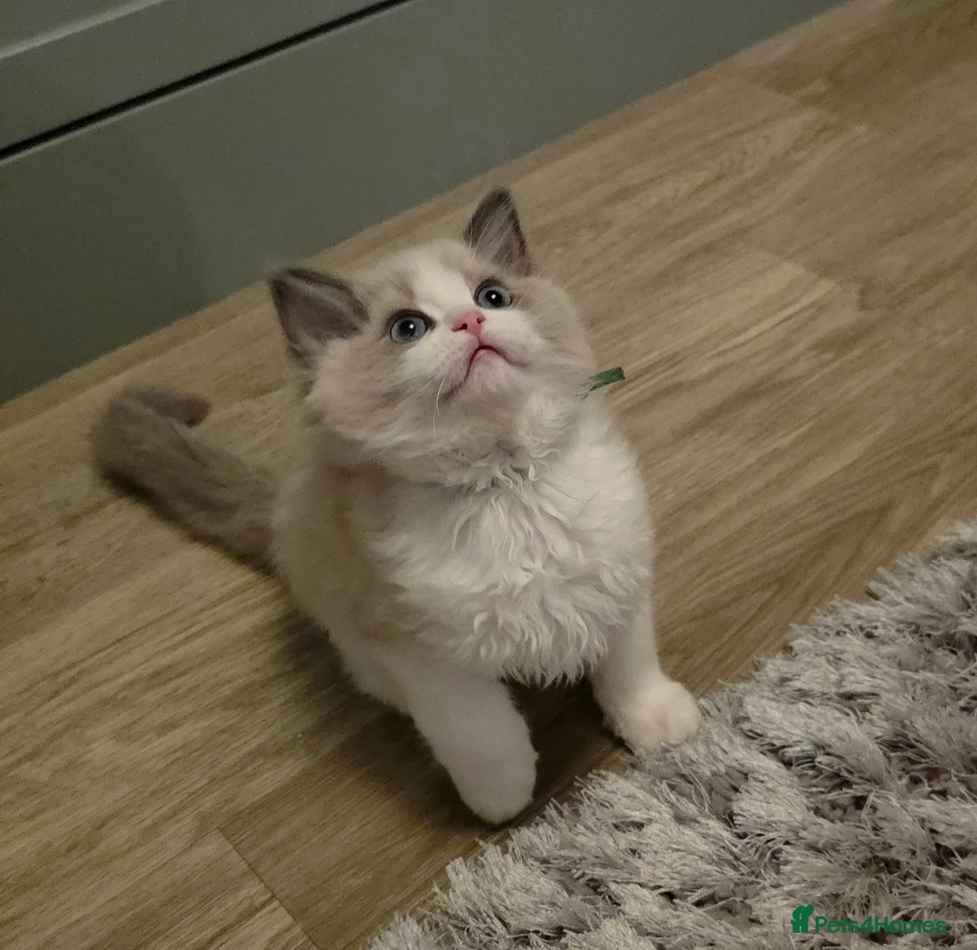 Ragdoll cats for sale: READY TO LEAVE 😻 tica registered Ragdoll Kitten   - Advert 10