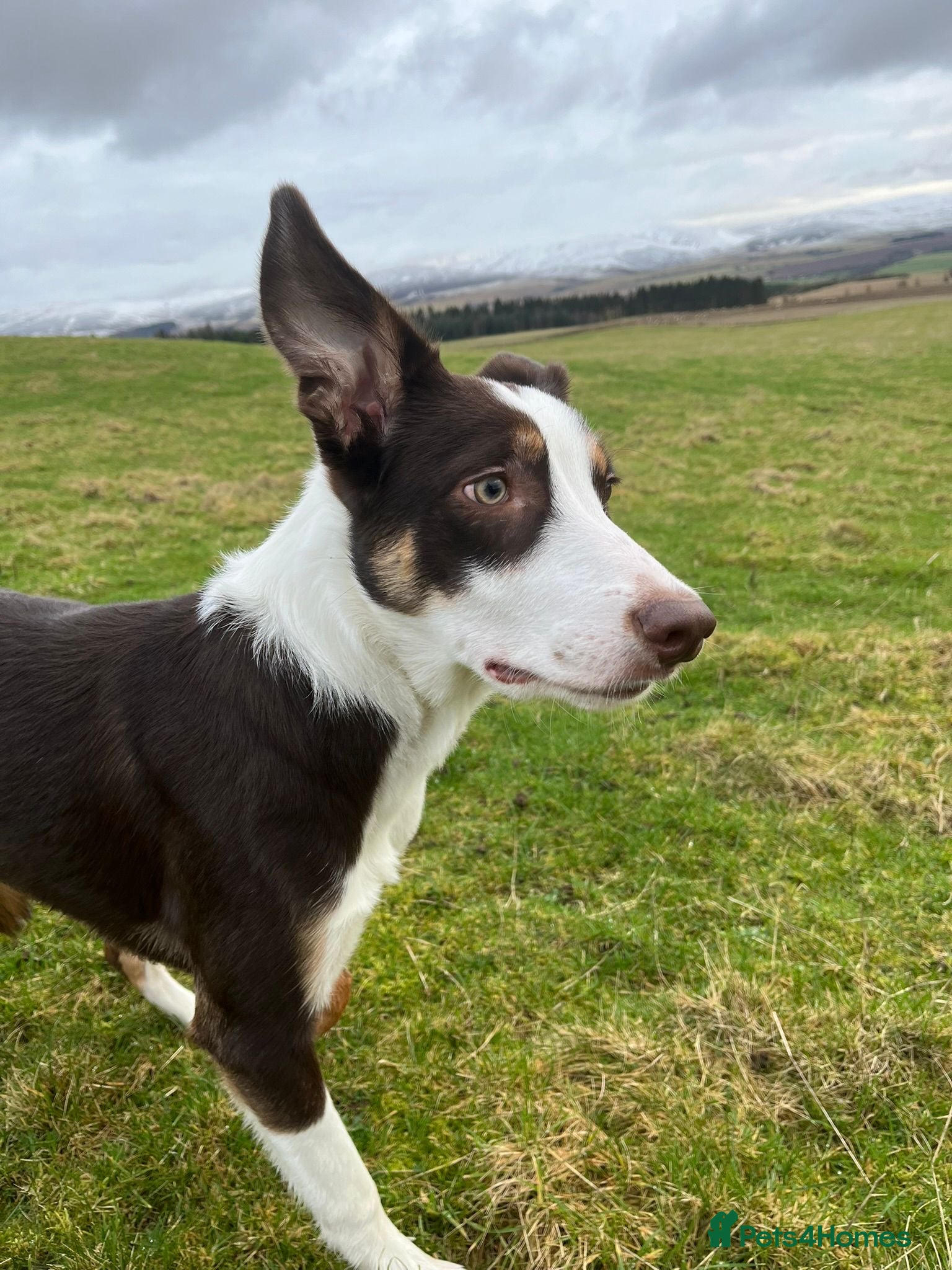 Border Collie dogs Border Collie Rehoming - Advert 4