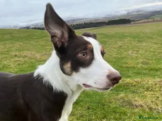 Border Collie dogs Border Collie Rehoming - Advert 2