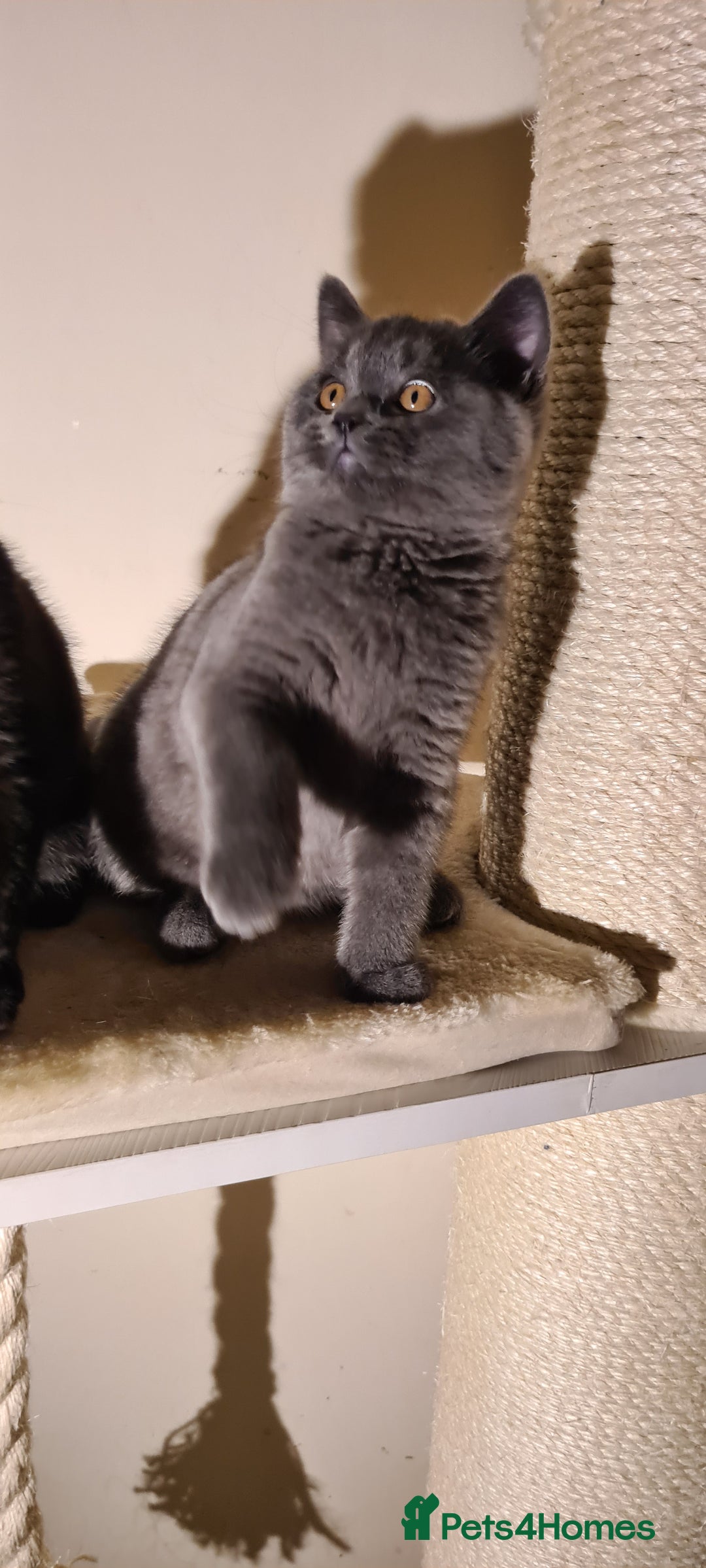 British Shorthair cats for sale: British shorthair black and blue kittens - Advert 13