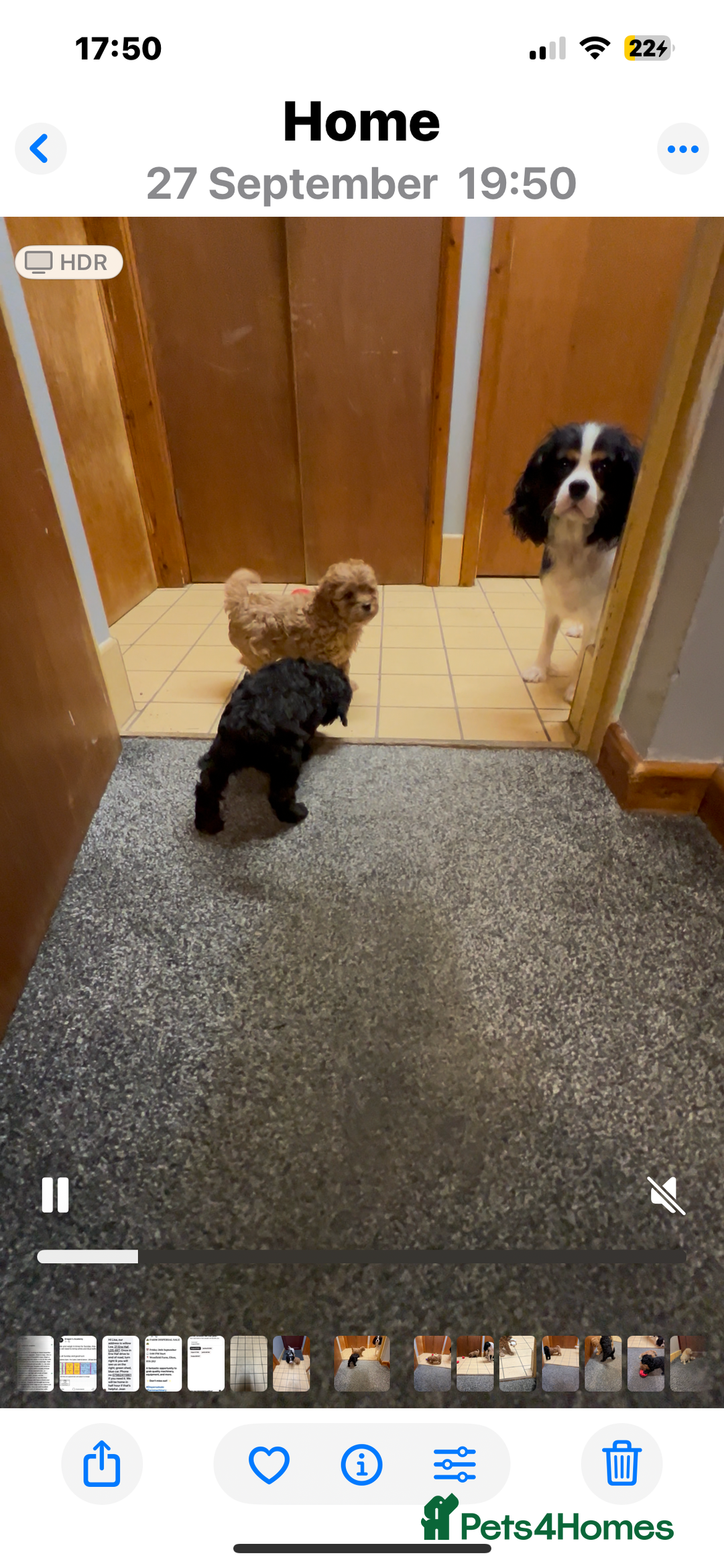 Cavapoo dogs for sale: Cavapoo puppies  - Image 2