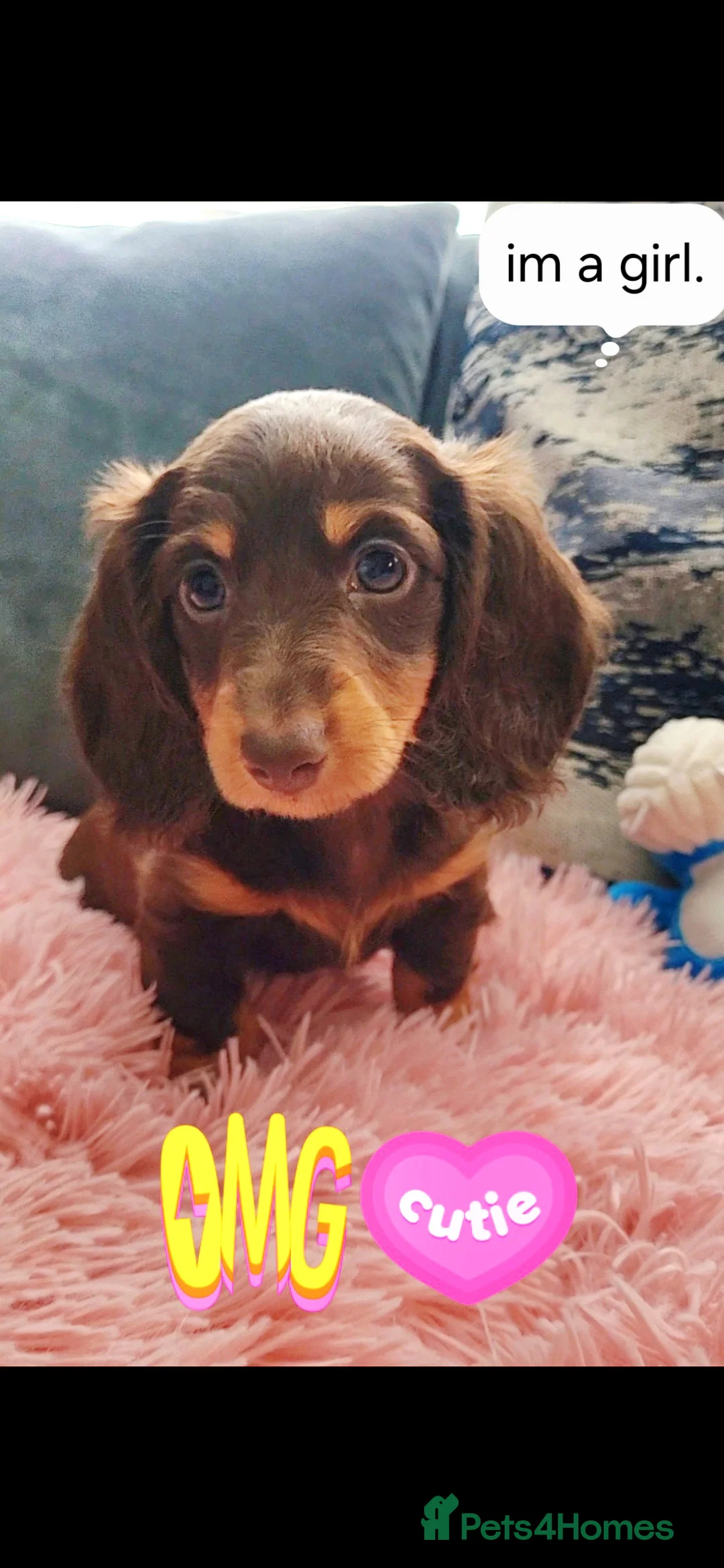 Miniature Dachshund dogs for sale: Minature dachshunds puppies "7 weeks old" - Advert 11