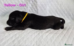 German Shorthaired Pointer dogs for sale: German Shorthaired Pointer/Irish Setter-Poinsetter - Image 28