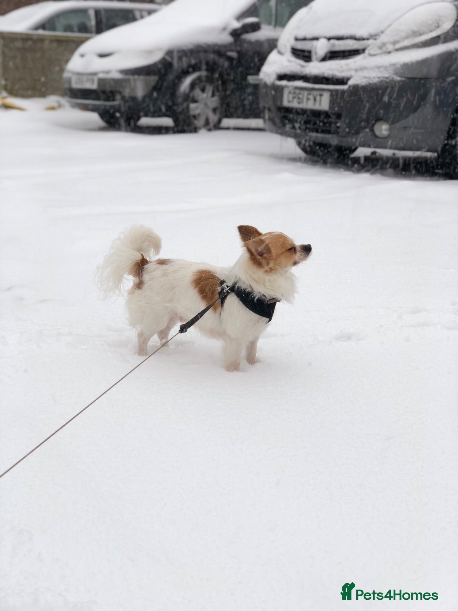 Chihuahua dogs for sale: Old boy REHOME required in Ilminster - Advert 12