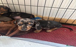 Dachshund dogs for sale: READY to leave dachshund puppy’s for sale  - Image 18