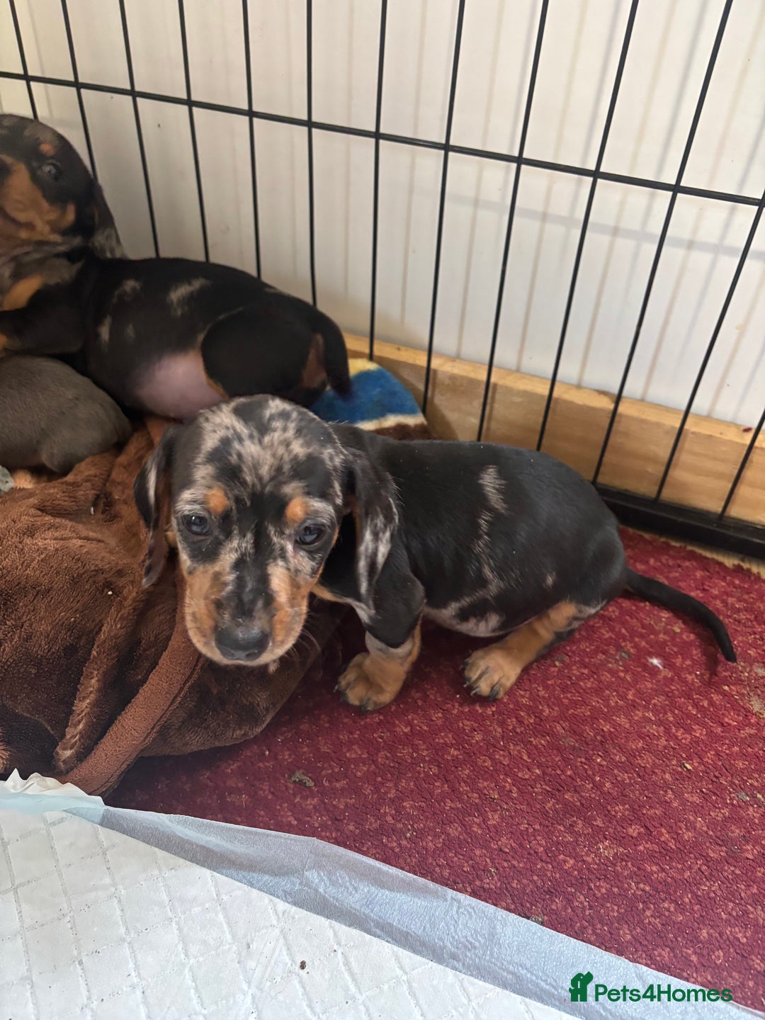Dachshund dogs for sale: READY to leave dachshund puppy’s for sale  - Image 18