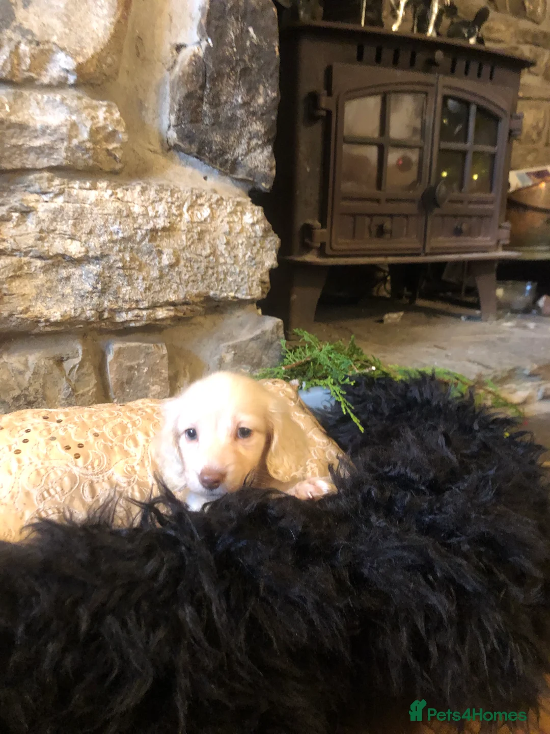 Miniature Dachshund dogs for sale: KC English Cream miniature dachshund  - Advert 16