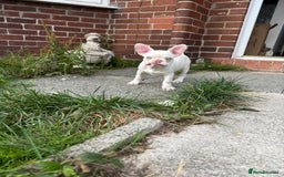 French Bulldog dogs for sale: 2 French bulldog pups.  1 boy & 1 girl.  - Image 4