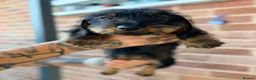 Miniature Dachshund dogs for sale: 🐾Exceptional wired haired dachshunds  🐾 - Advert 1