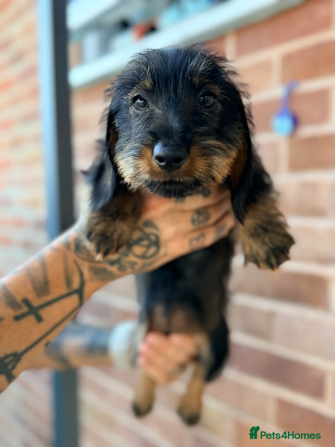 Miniature Dachshund dogs for sale: 🐾Exceptional wired haired dachshunds  🐾 - Advert 1
