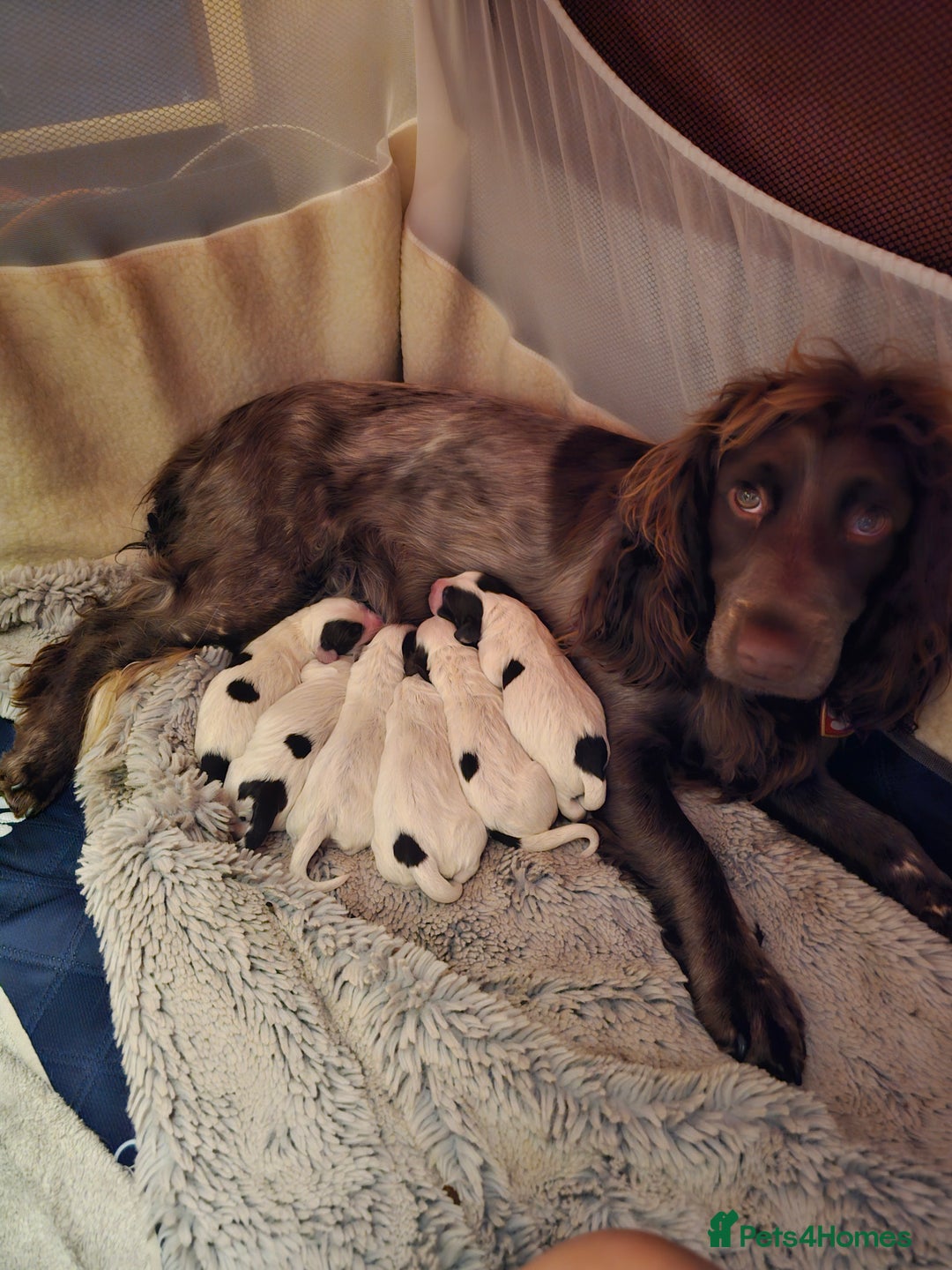 Cocker Spaniel dogs for sale: Chocolate roan working cocker spaniel puppies  - Image 6