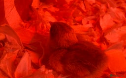 Quail poultry for sale: Chinese Painted Button Quails Chicks - Image 4