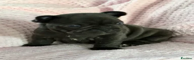 French Bulldog Puppy 1