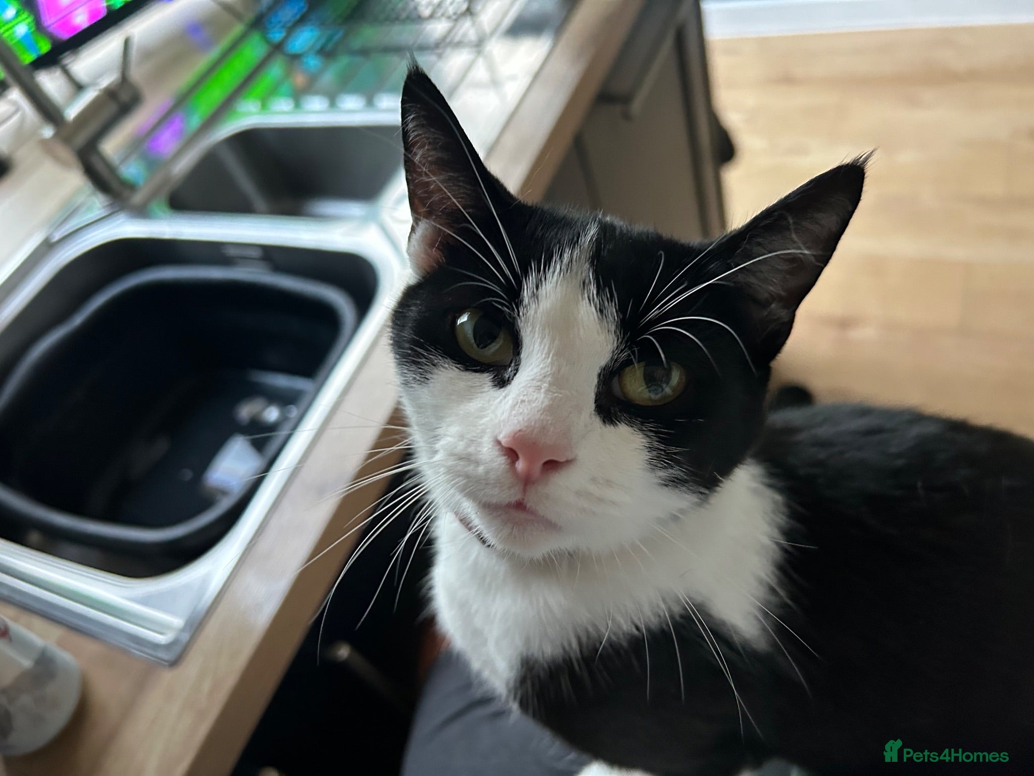Mixed Breed cats Beautiful baby girls  - Advert 1