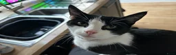 Mixed Breed cats for sale: Beautiful baby girls  in Swindon - Advert 1