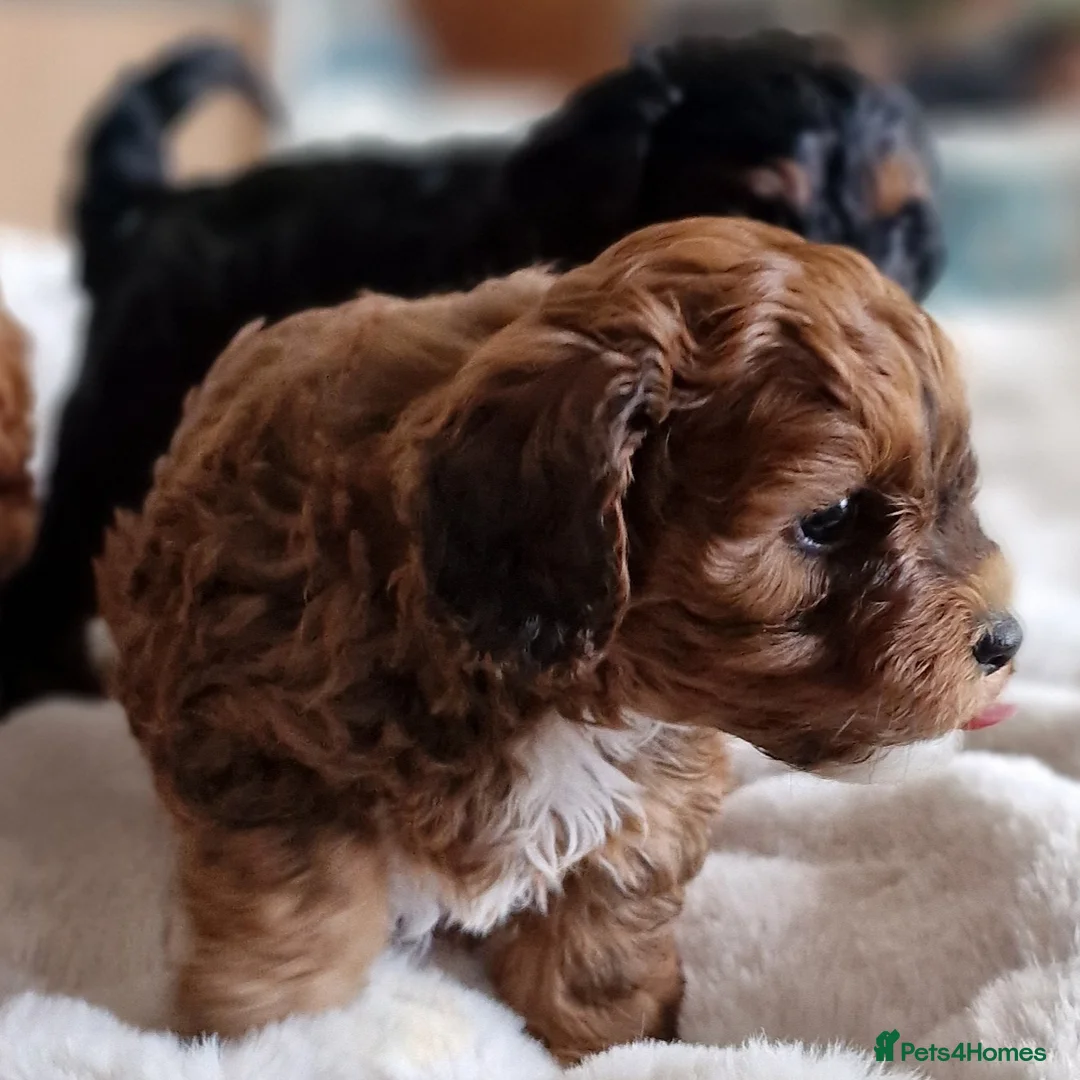 Cavapoochon dogs for sale: Gorgeous litter cavapoochon puppies  - Advert 1