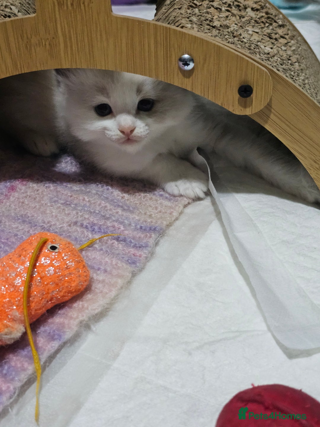 Ragdoll cats for sale: Ragdoll Bicolor 3 boys.  - Advert 15