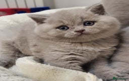 British Shorthair cats for sale: 🏅TOP Quality GCCF Reg British Shorthair Kittens🏆 - Image 7