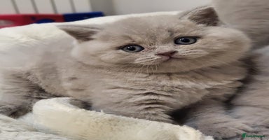 British Shorthair cats - Advert 5