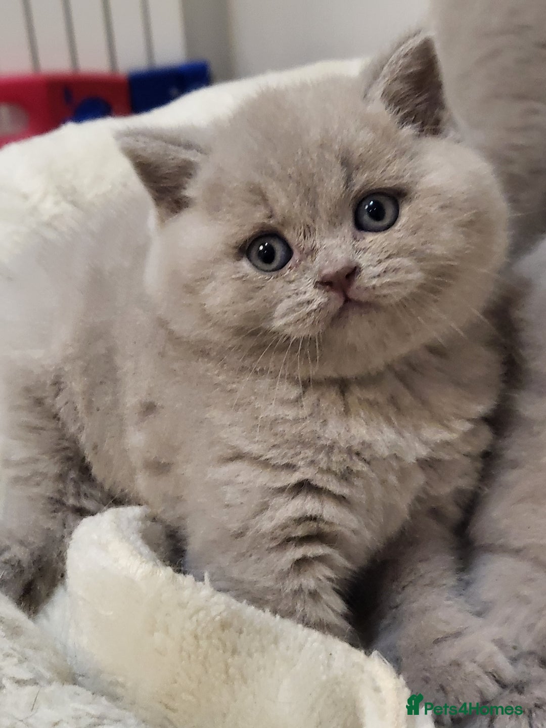 British Shorthair cats for sale: 🏅TOP Quality GCCF Reg British Shorthair Kittens🏆 - Image 7