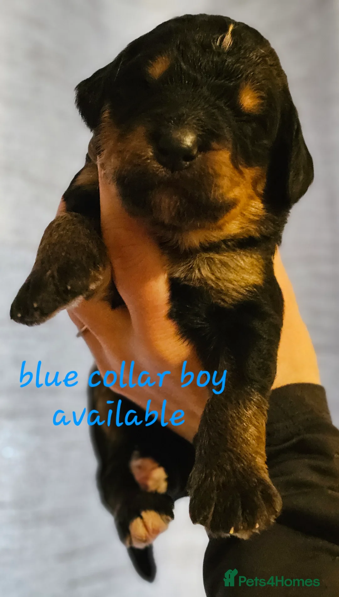 Bernedoodle dogs for sale: All currently reserved! Quality F1Bernedoodle pups - Advert 22